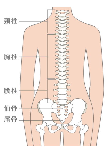 脊椎や脊髄の仕組みや働き